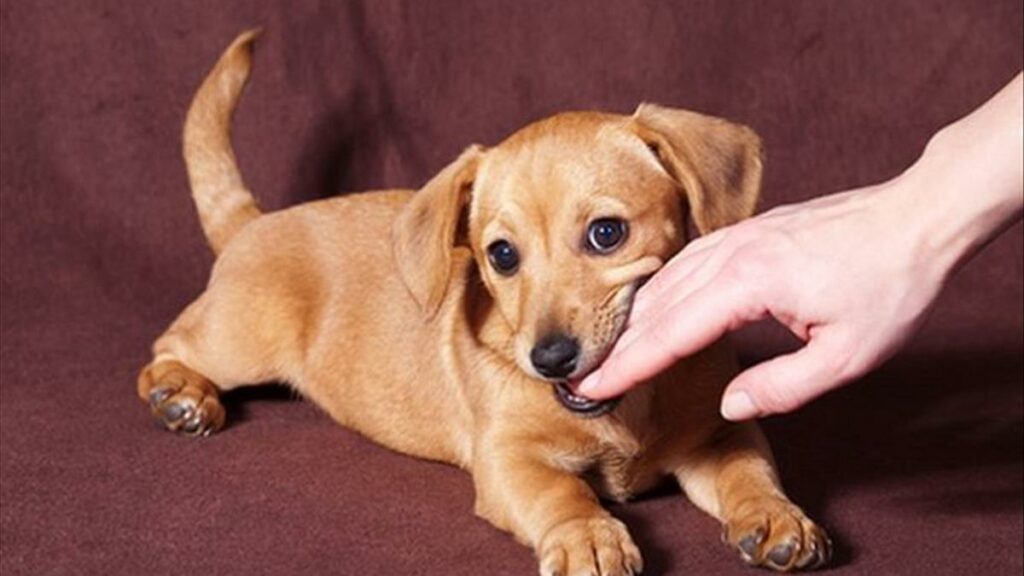                             Điềm báo gì khi bị chó cắn vào tay chân?